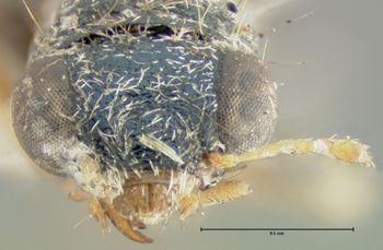 Media type: image;   Entomology 33384 Aspect: head frontal view